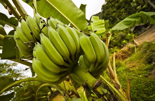 tropical fruit bali banana