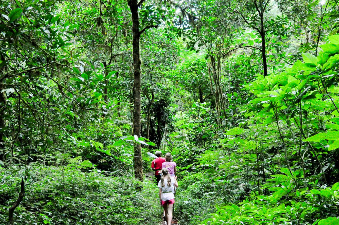 JUNGLE TREKKING AROUND LAKE TAMBLINGAN Villa Bossi Bali JUNGLE TREKKING AROUND LAKE TAMBLINGAN Villa Bossi Bali
