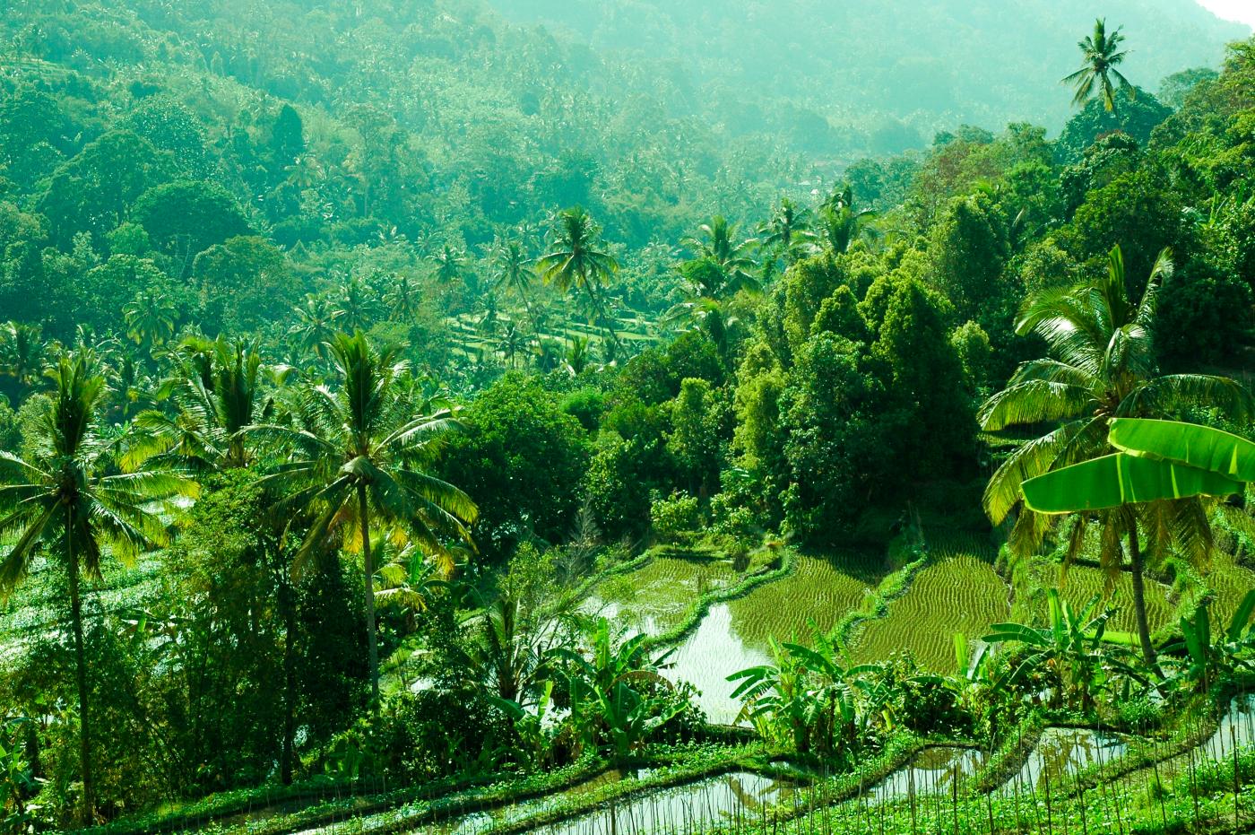 Image Result For Bali Transporation Image Result For Bali Transporation