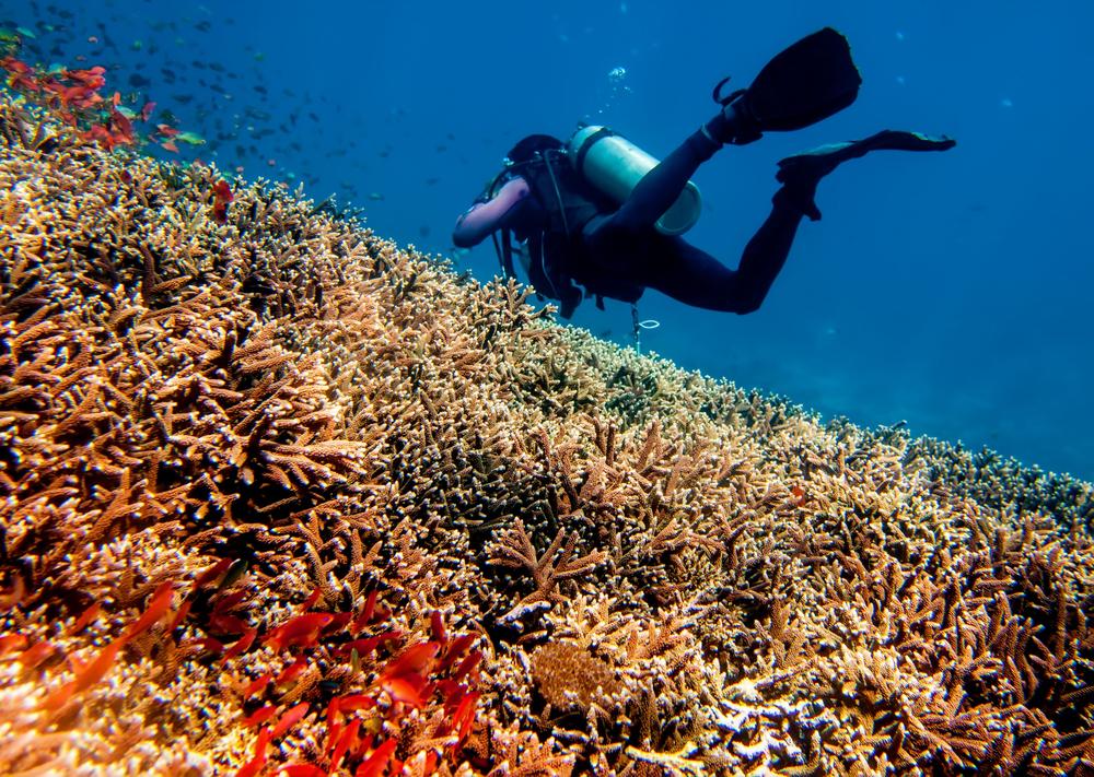 Scuba diving at Menjangan island and Tulamben | Villa Bossi Bali
