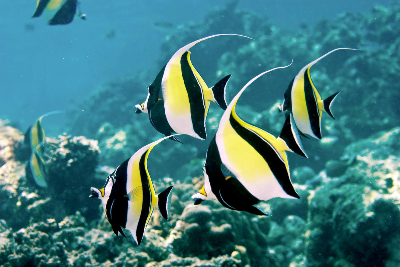 Snorkeling sur l'île de Menjangan | Villa Bossi Bali Snorkeling sur l'île de Menjangan | Villa Bossi Bali