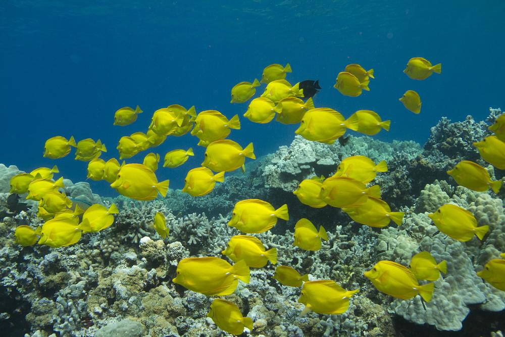Discover Bali's underwater world (PADI diving course) | Villa Bossi Bali
