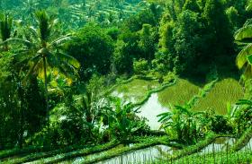 Munduk Bali rice field