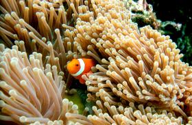 Clown fish ('Nemo') at Menjangan Island, Bali