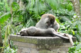 Bali Monkeys